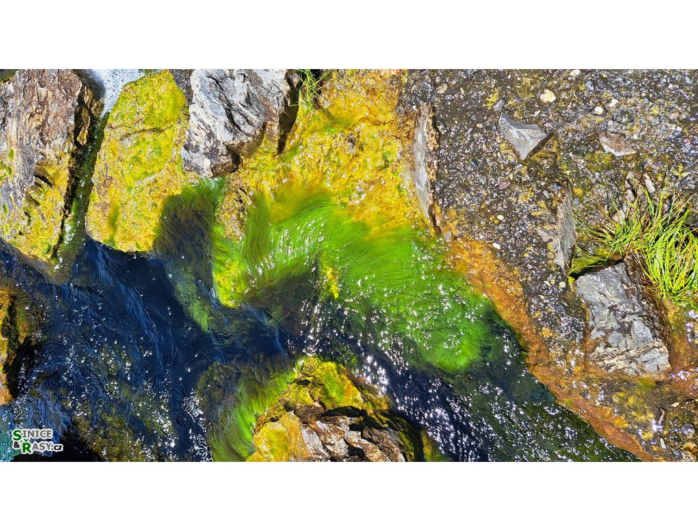 nárosty, jezero Ochrid