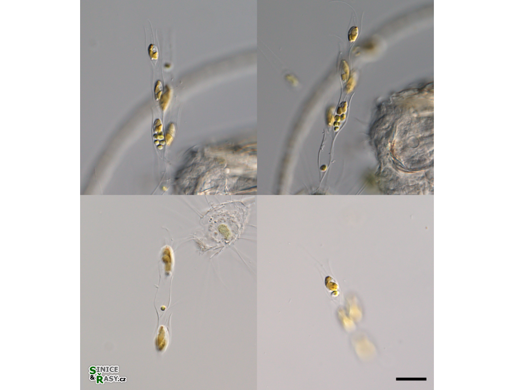 Chlamydomonas dinobryonis