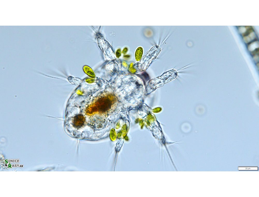 Chlorangiella pygmaea