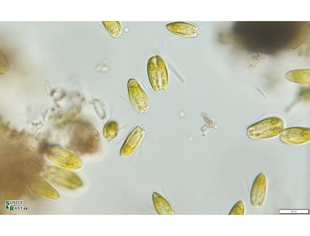 Pyramimonas tetrarhynchus