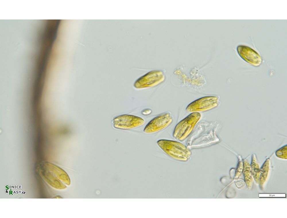 Pyramimonas tetrarhynchus