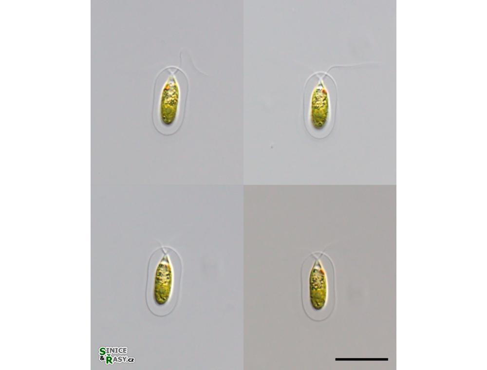 Sphaerellopsis lateralis