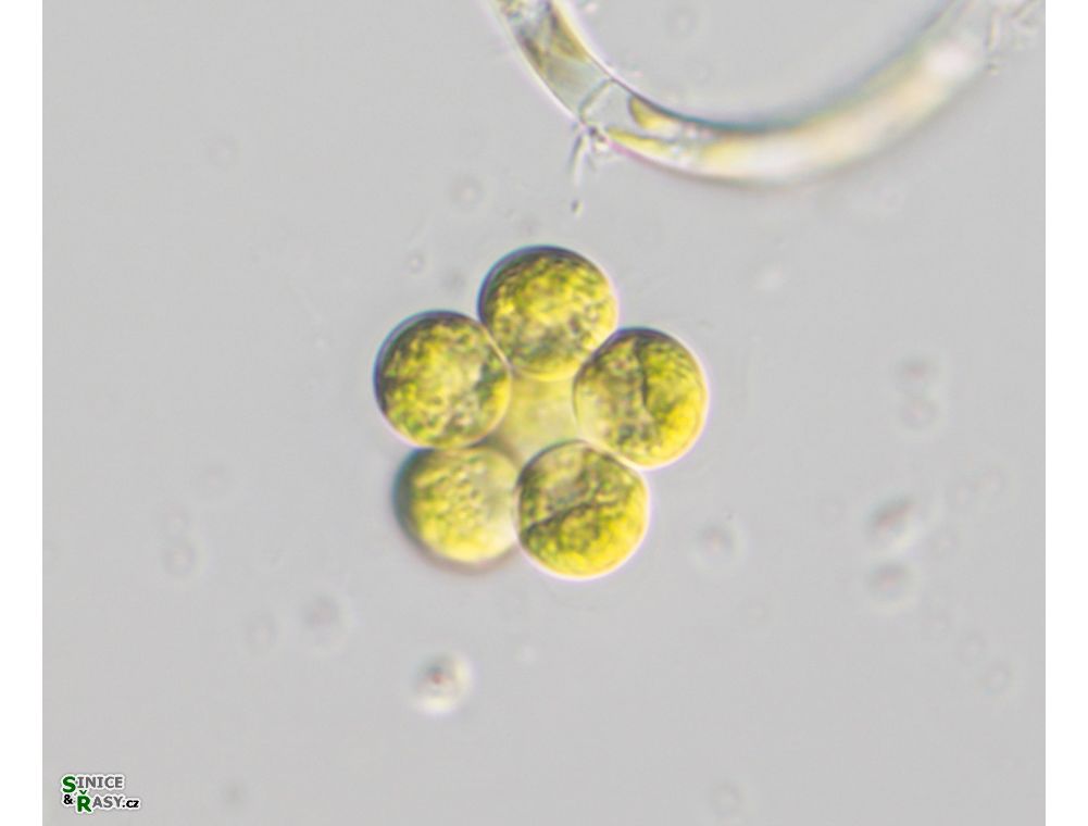 Coelastrum microporum