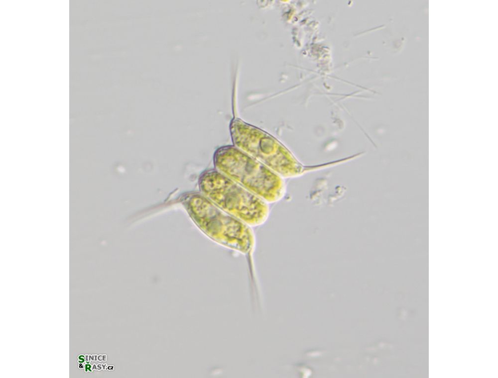 Desmodesmus communis