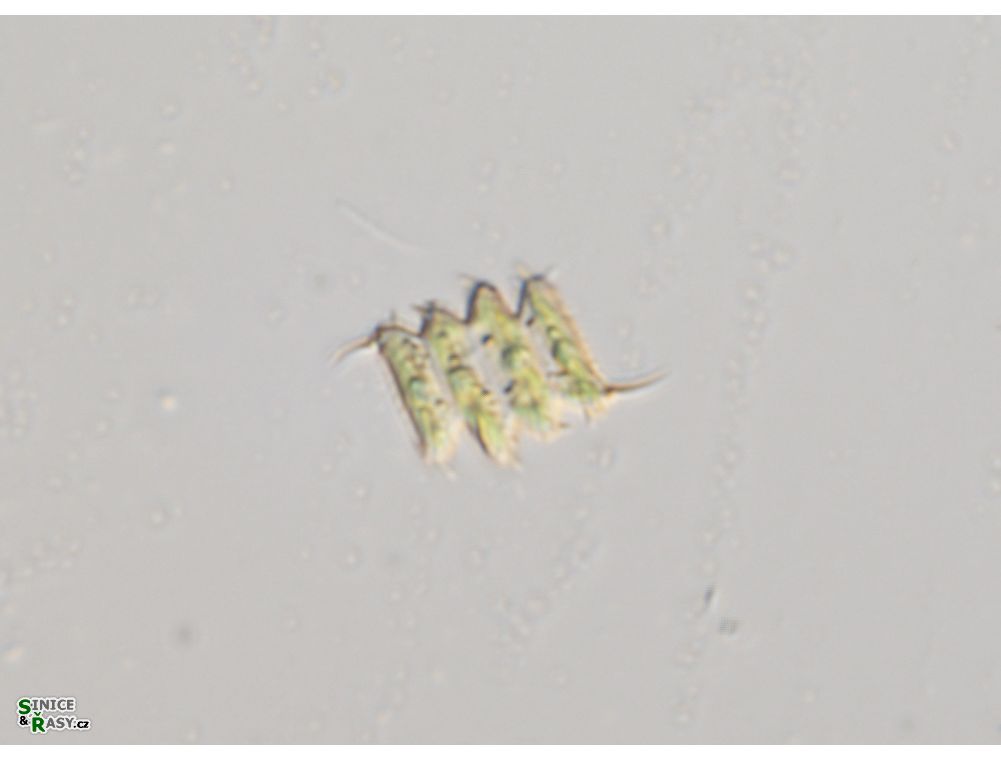 Scenedesmus lefevrei