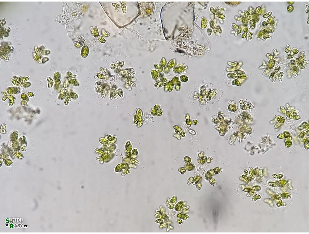 Dimorphococcus lunatus