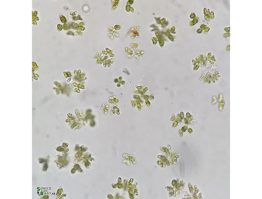 Dimorphococcus lunatus