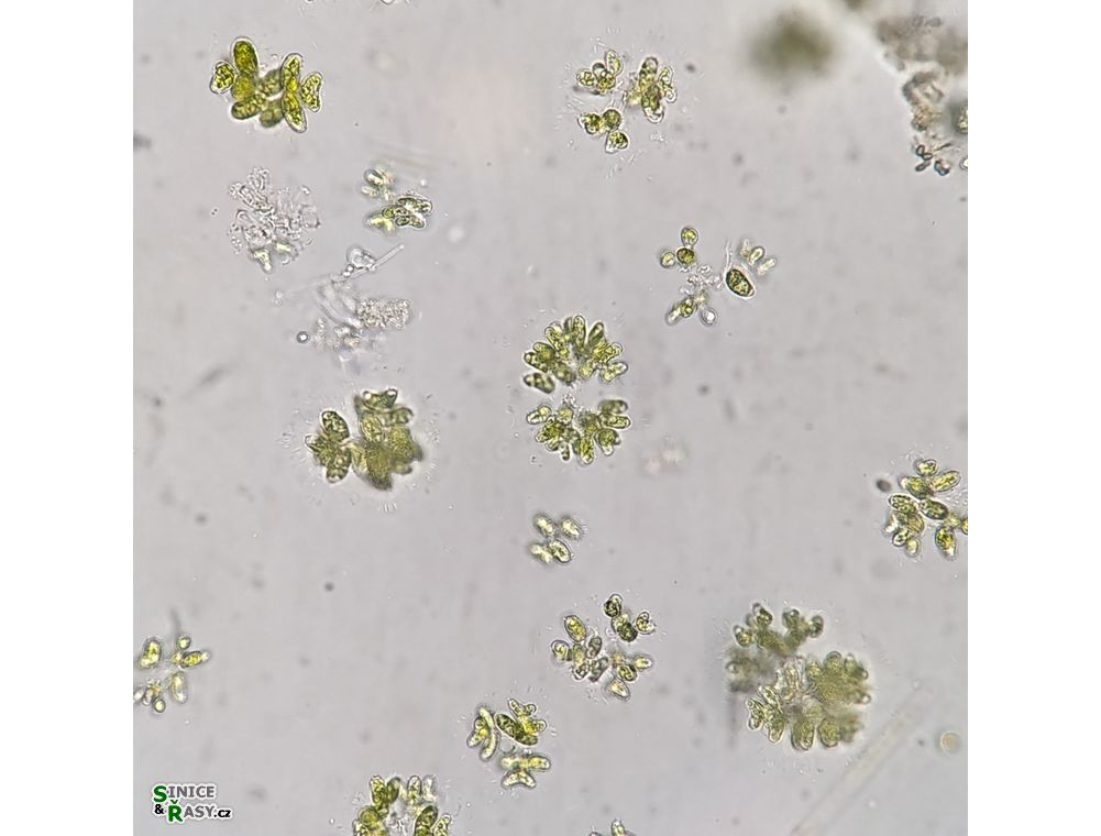 Dimorphococcus lunatus