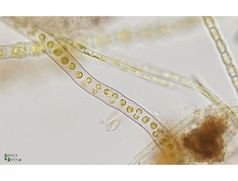 Palmodictyon varium