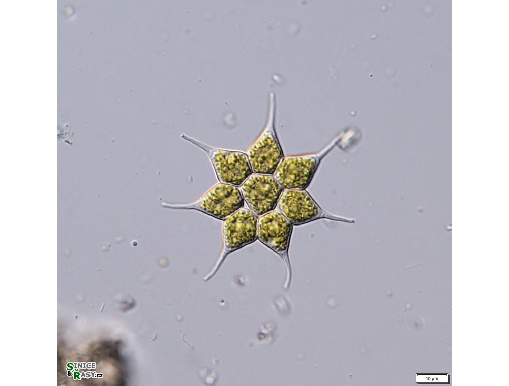 Monactinus simplex var. echinulatum