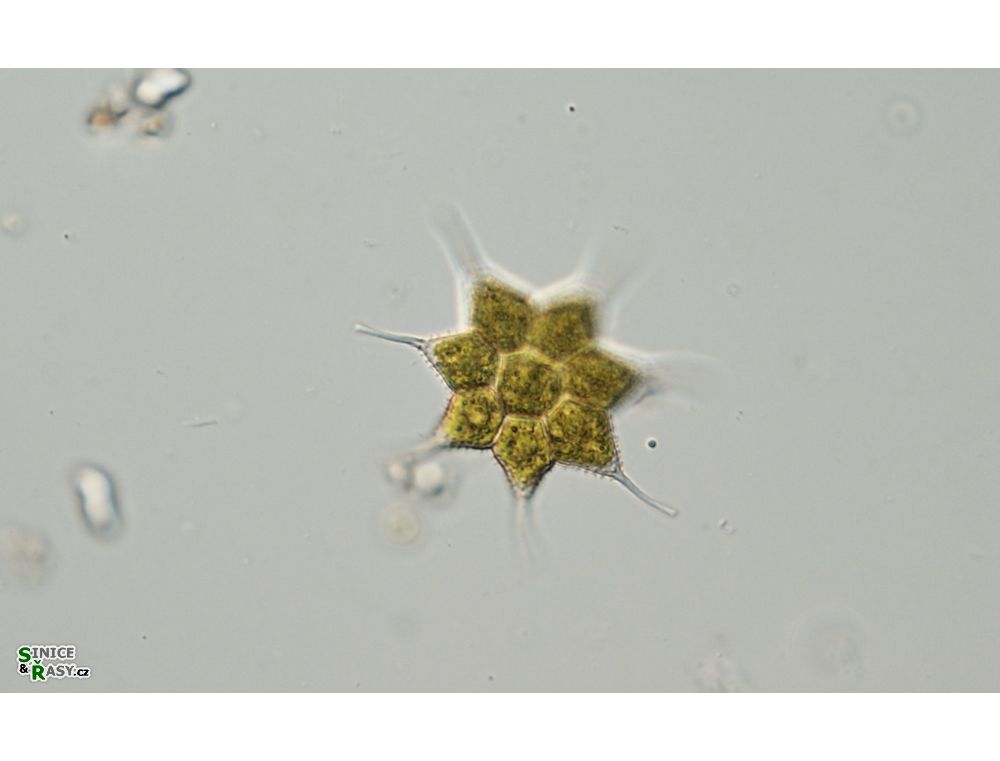 Monactinus simplex var. echinulatum