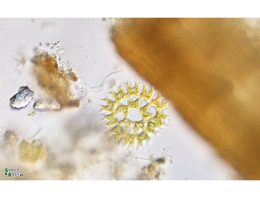 Parapediastrum biradiatum