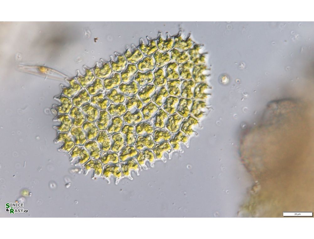 Pediastrum angulosum