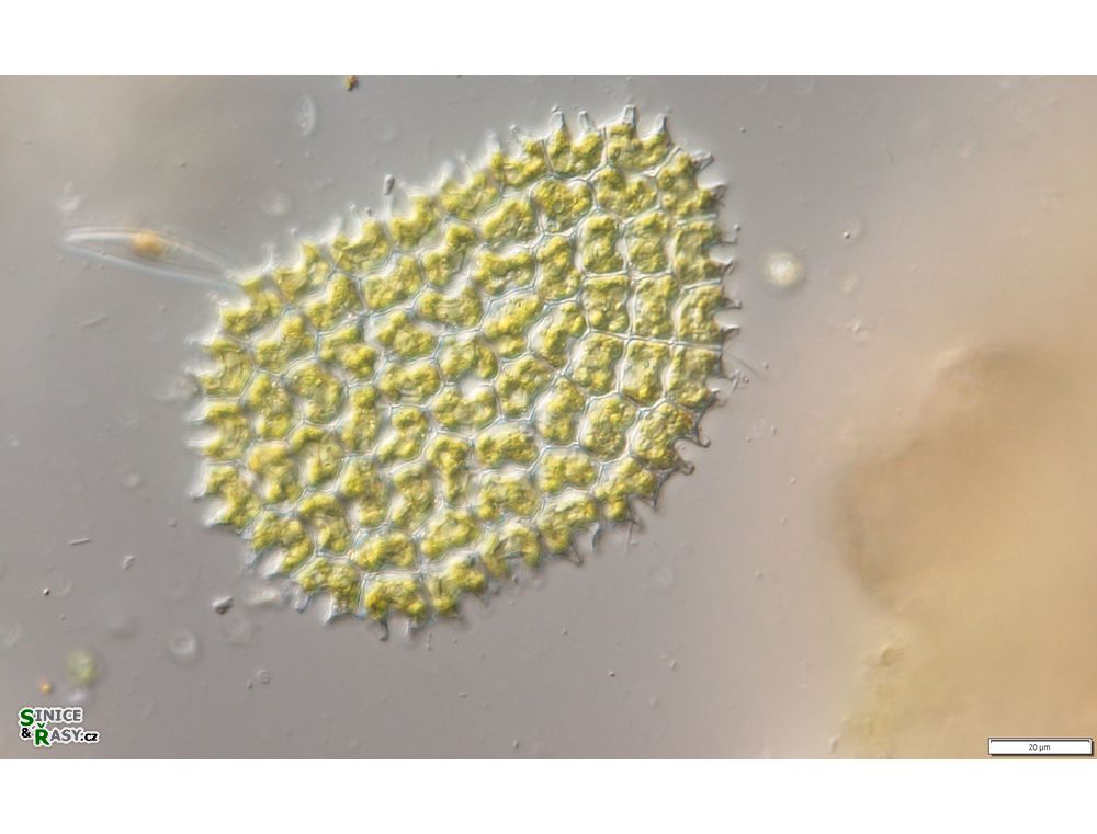 Pediastrum angulosum