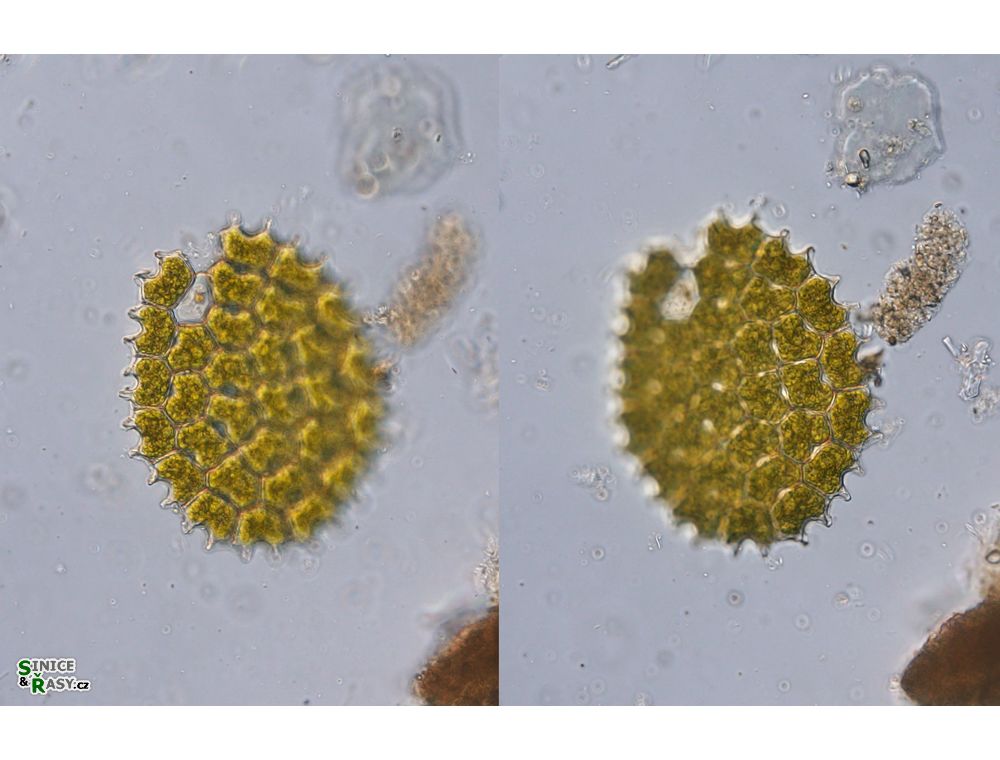 Pediastrum cfr. sculptatum