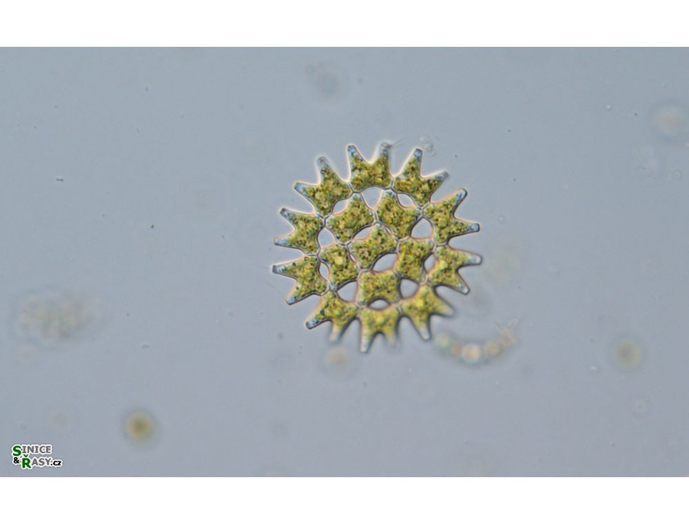 Pediastrum duplex