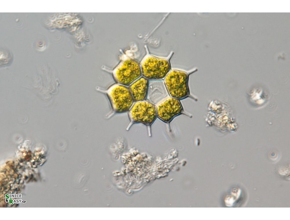 Pseudopediastrum brevicorne