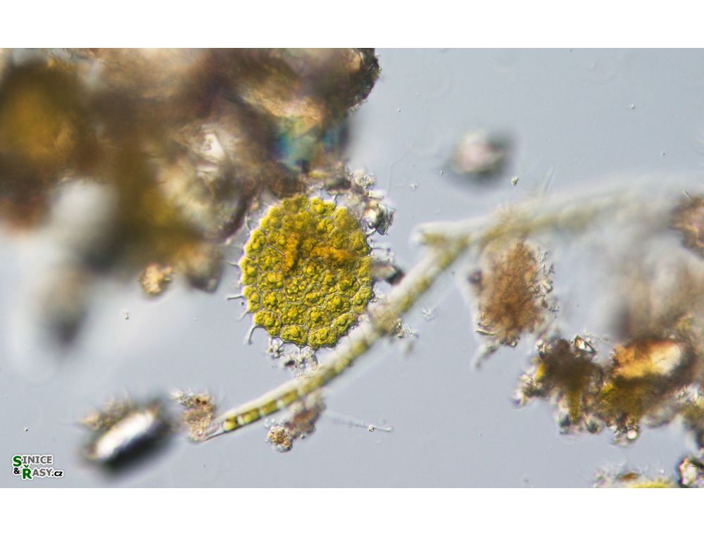 Pseudopediastrum forcipatum