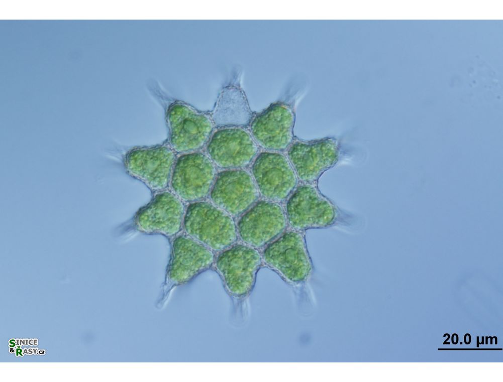 Pseudopediastrum kawraiskyi