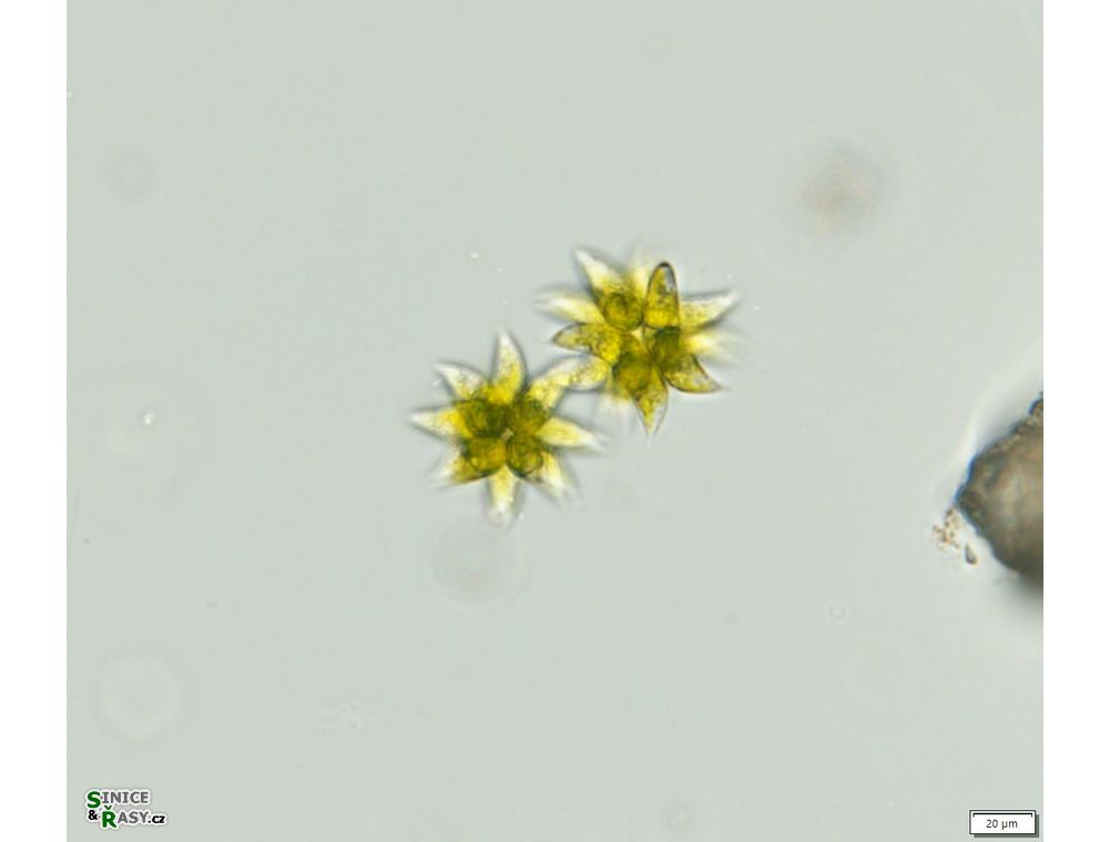 Selenastrum bibraianum