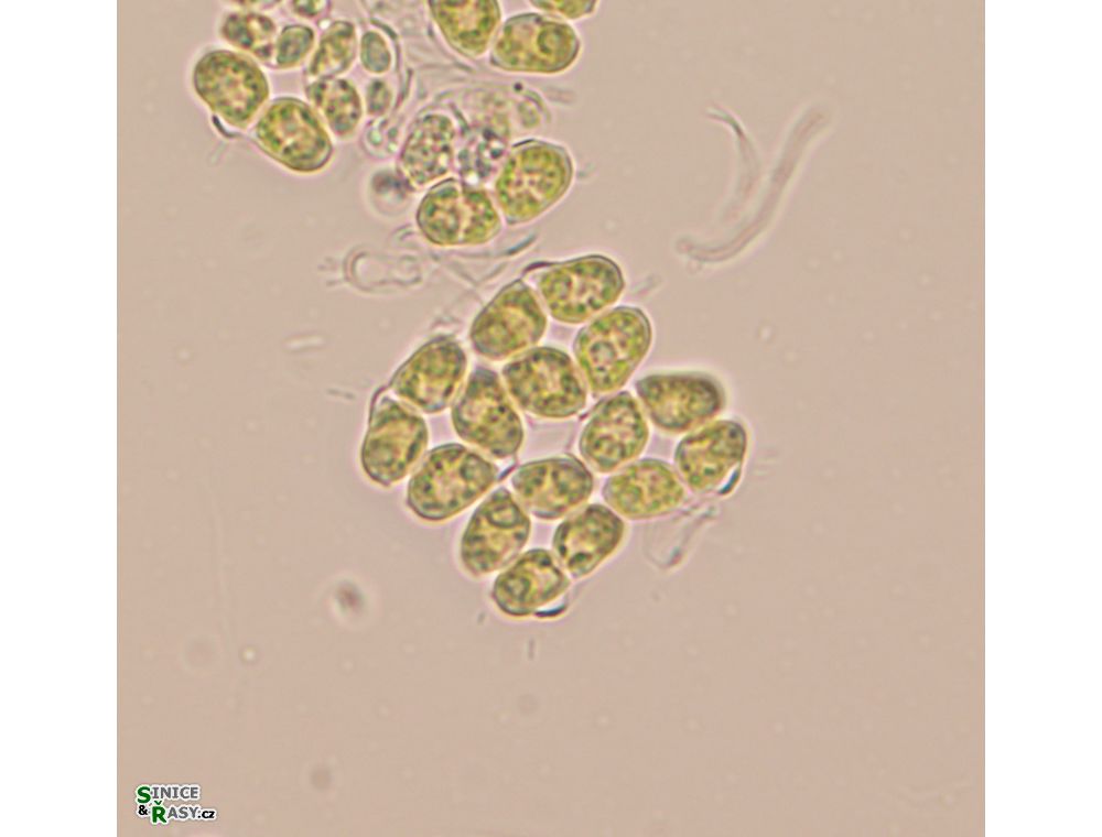 Willea apiculata