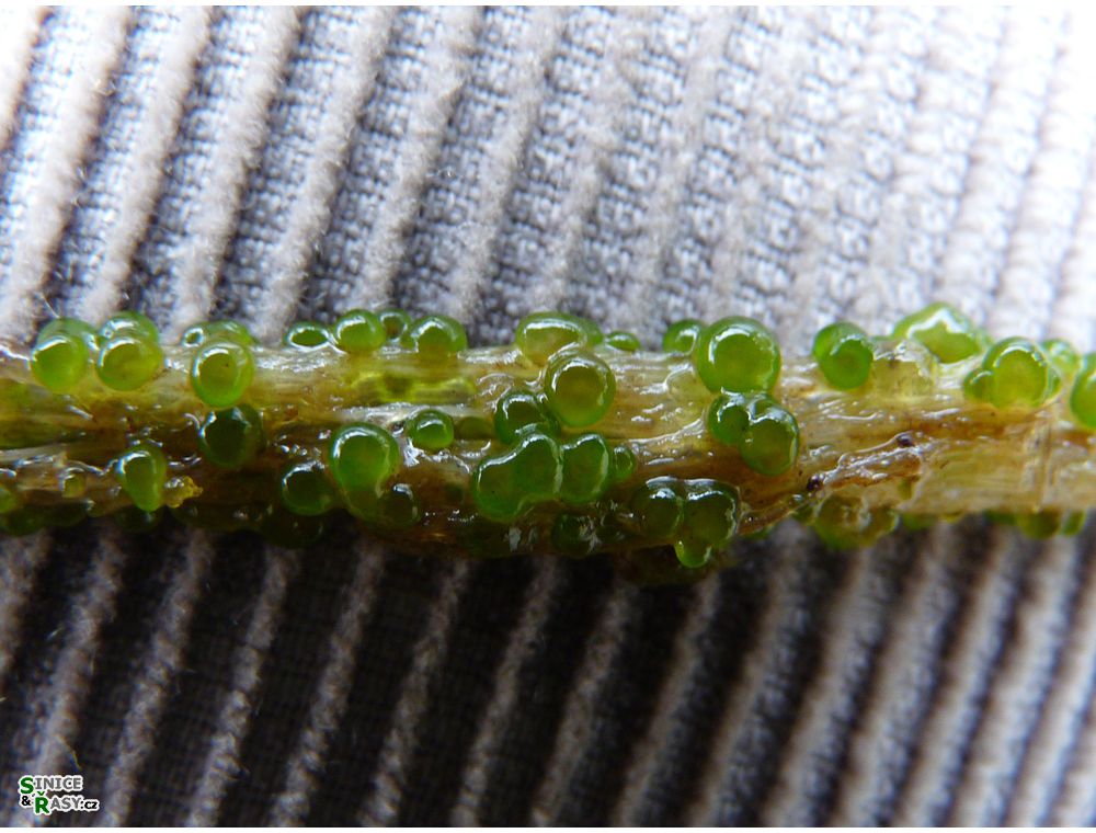 Chaetophora