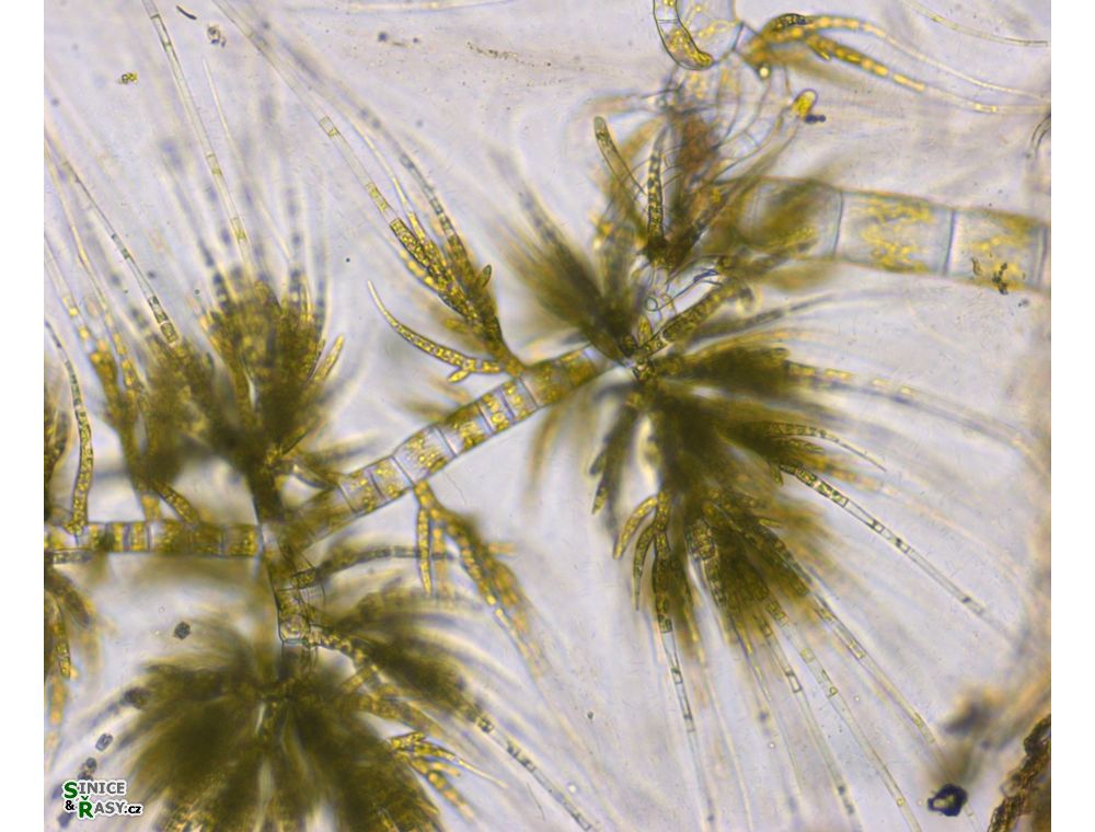 Draparnaldia mutabilis