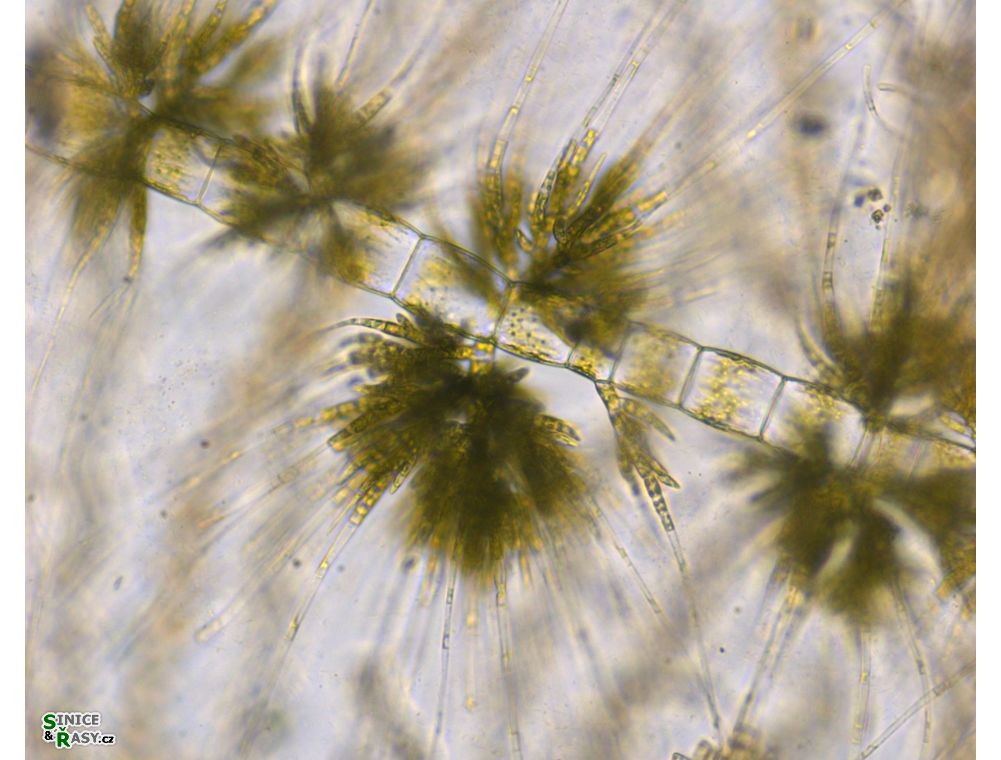 Draparnaldia mutabilis