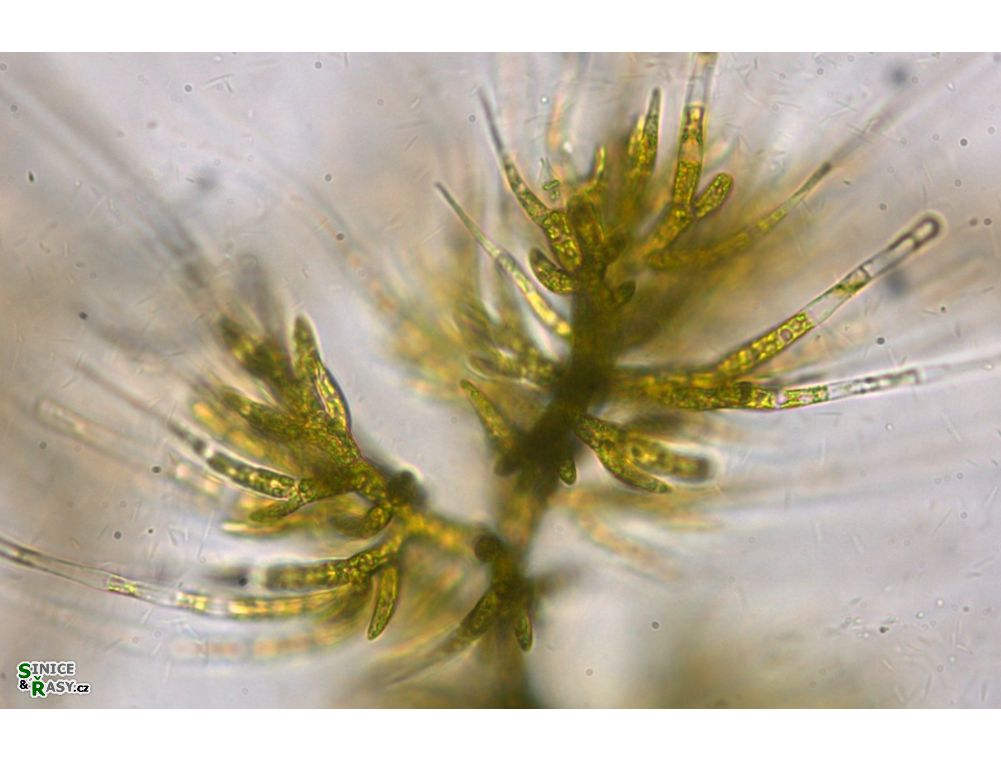 Draparnaldia mutabilis