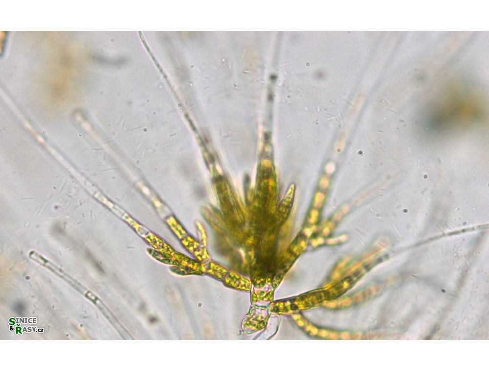 Draparnaldia mutabilis