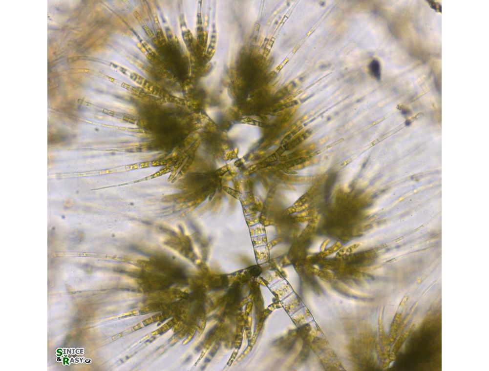 Draparnaldia mutabilis