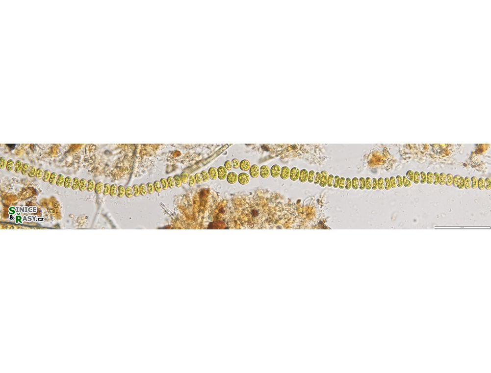 Flintia transversalis