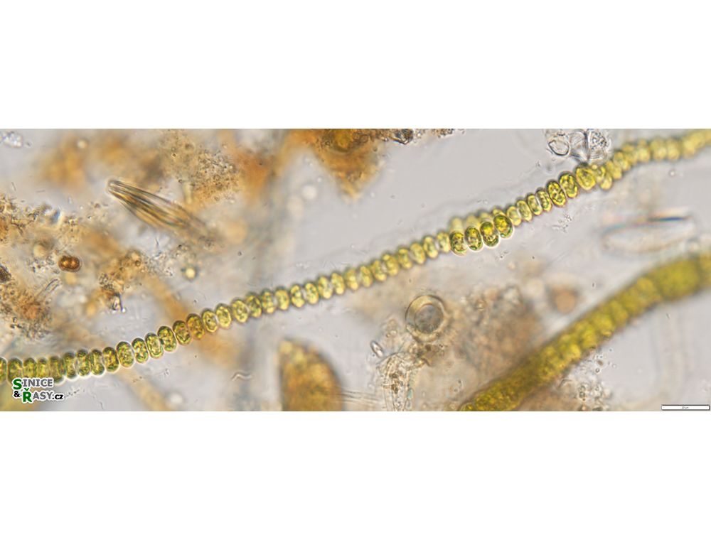 Flintia transversalis