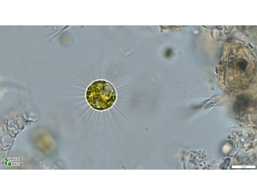 Acanthosphaera zachariasii