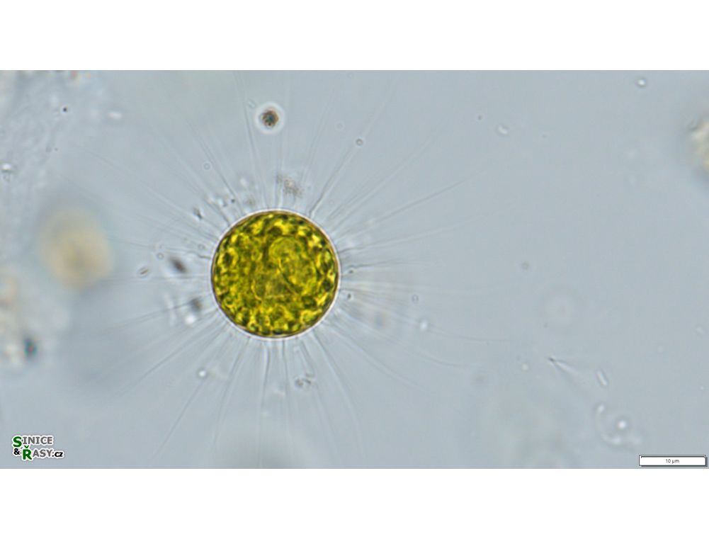 Acanthosphaera zachariasii