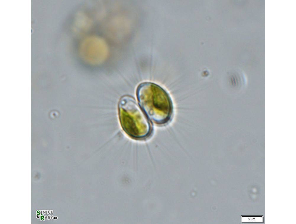 Dicellula geminata