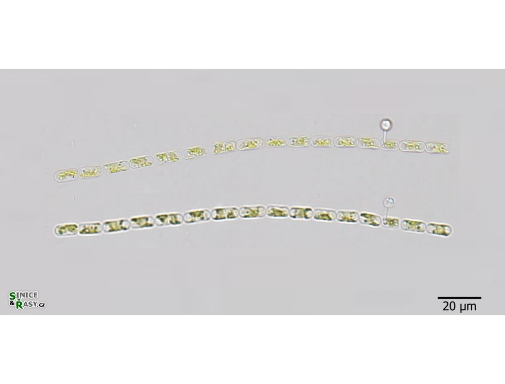 Gloeotila protogenita