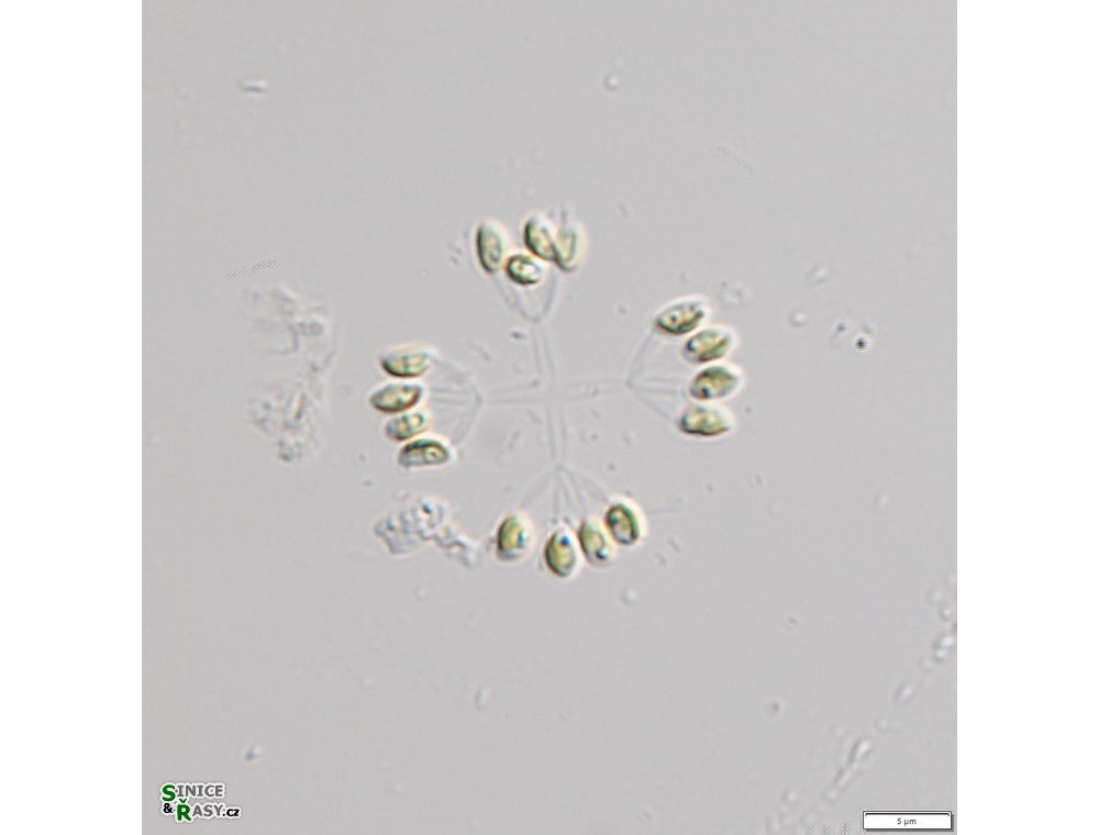 Hindakia tetrachotoma