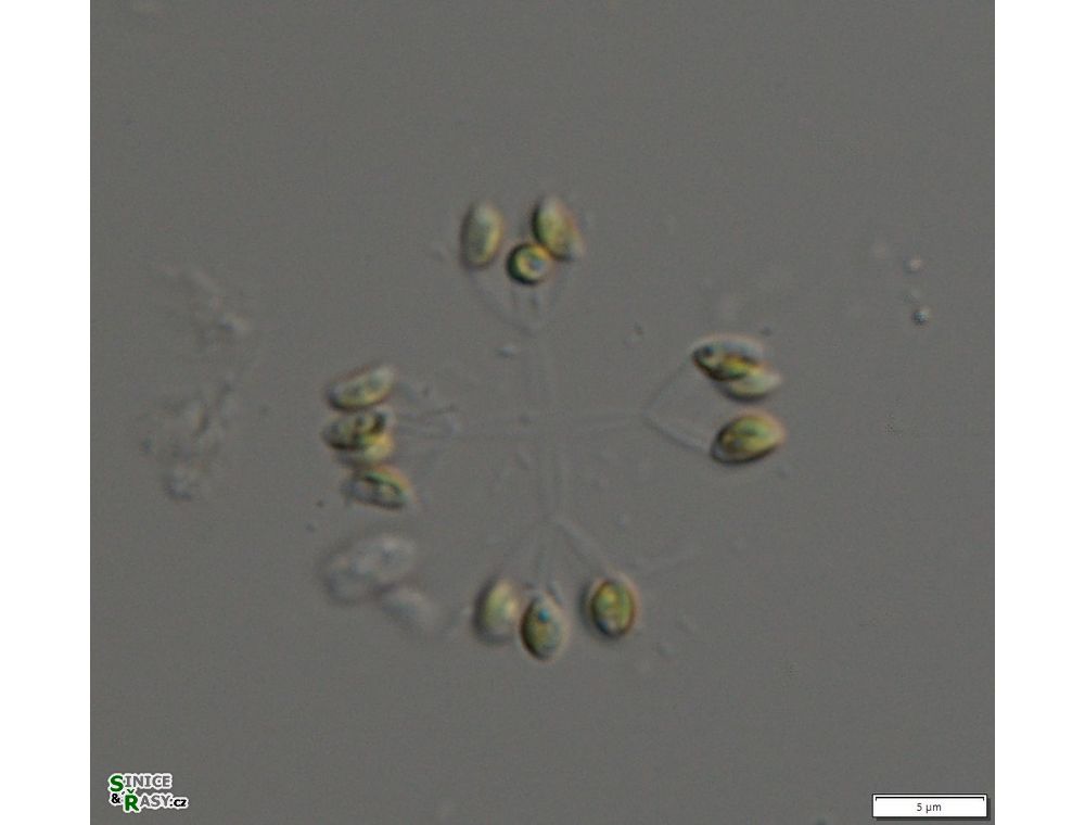 Hindakia tetrachotoma