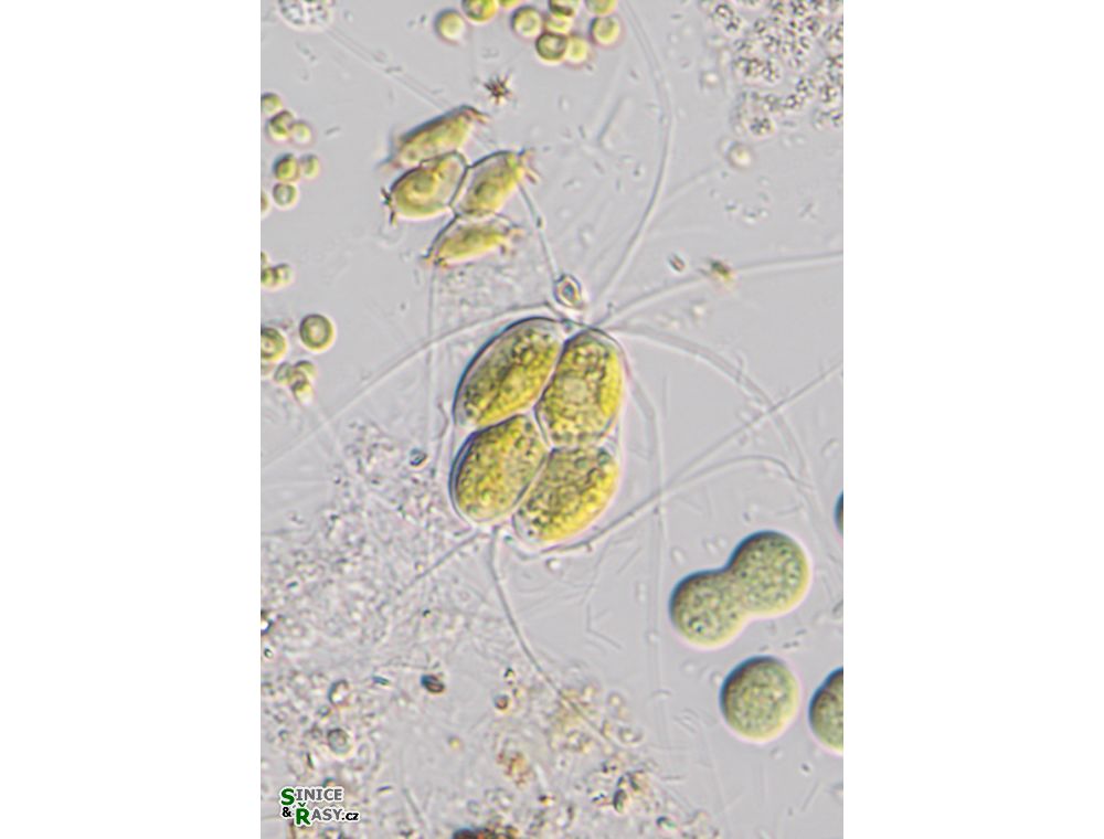 Lagerheimia longiseta