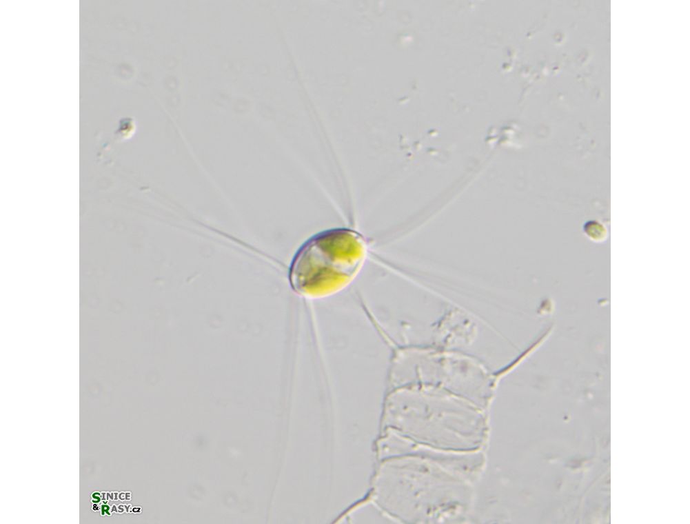 Lagerheimia longiseta