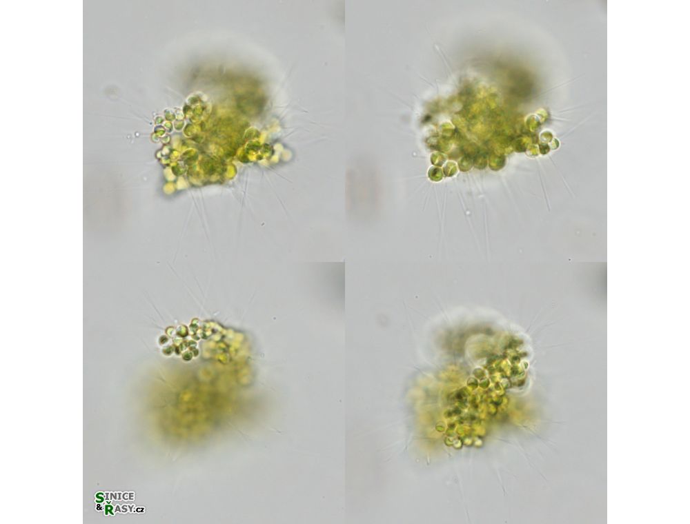 Micractinium bornhemiense
