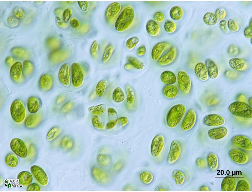 Nephrocytium agardhianum