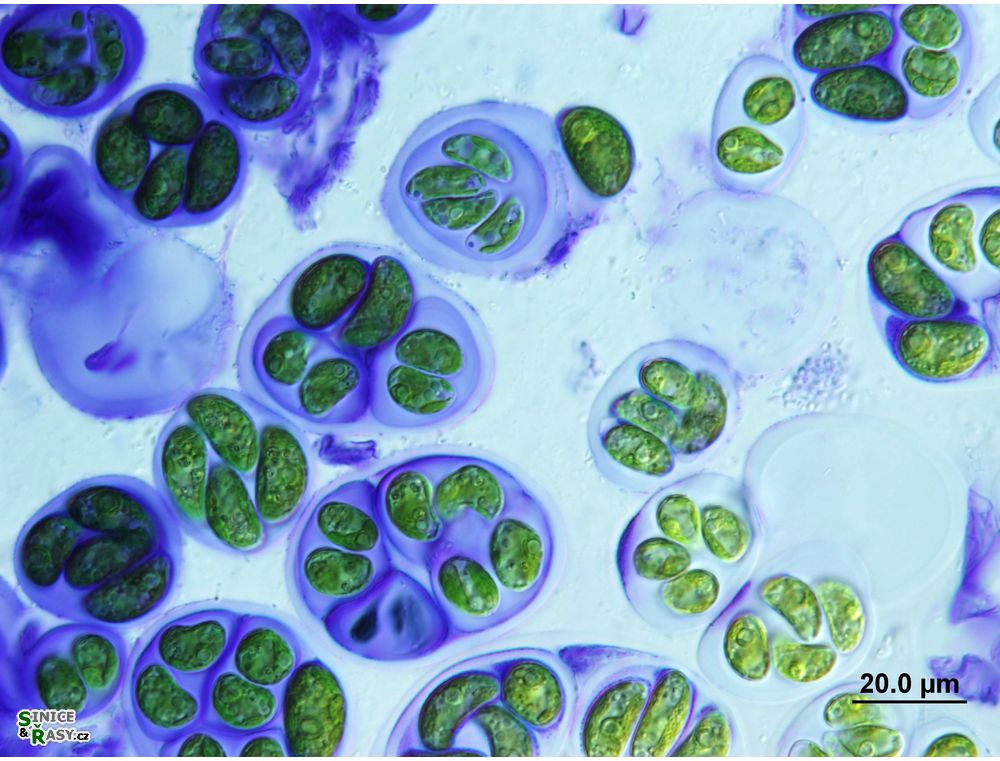 Nephrocytium agardhianum