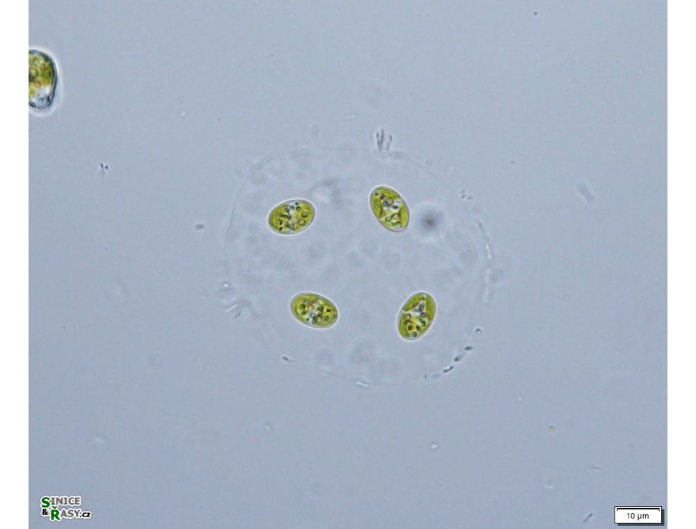 Oocystis lacustris