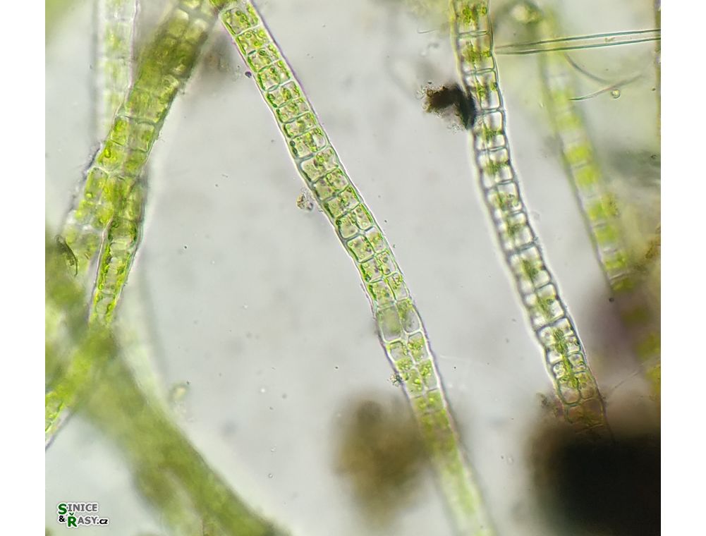Percursaria percursa