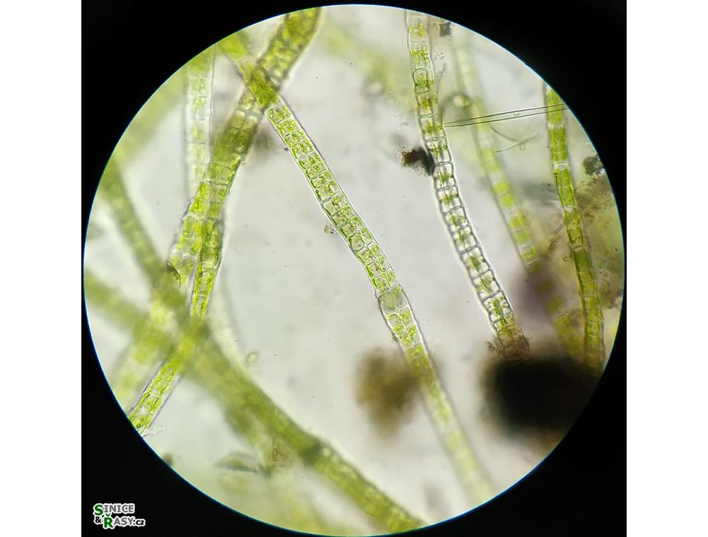 Percursaria percursa
