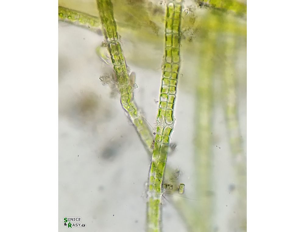 Percursaria percursa