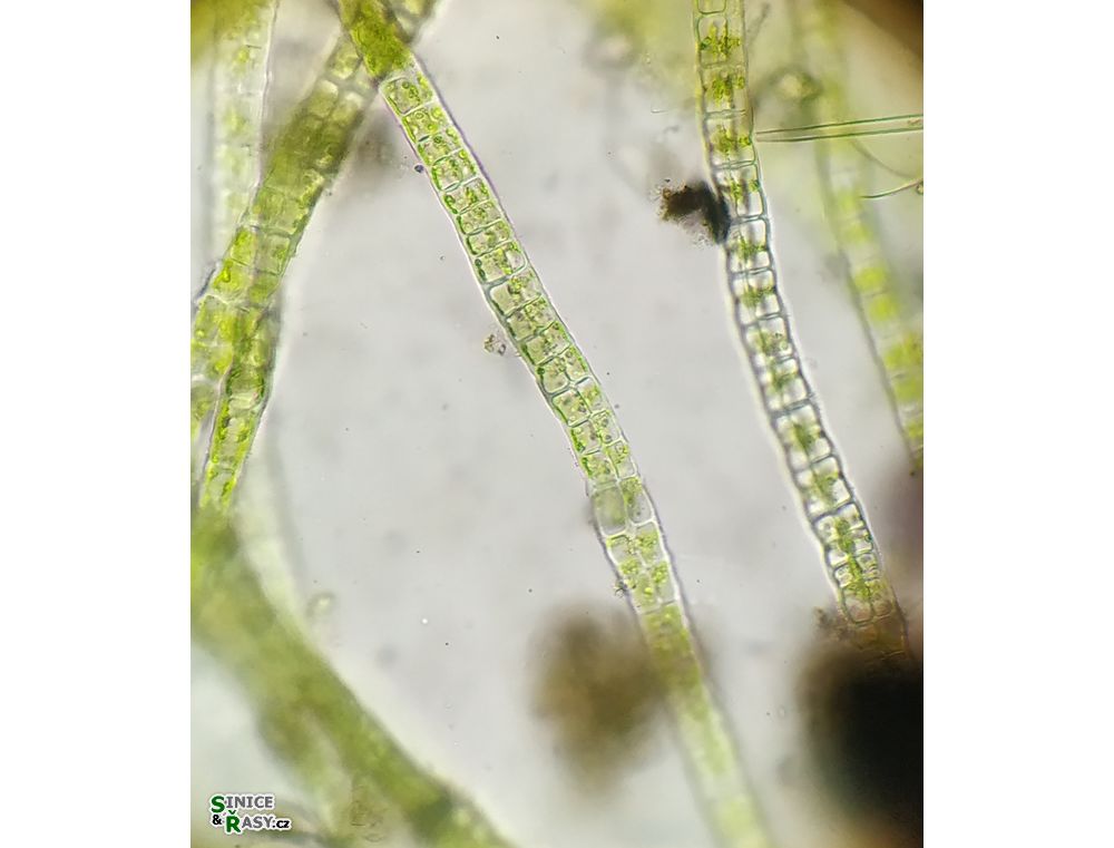 Percursaria percursa