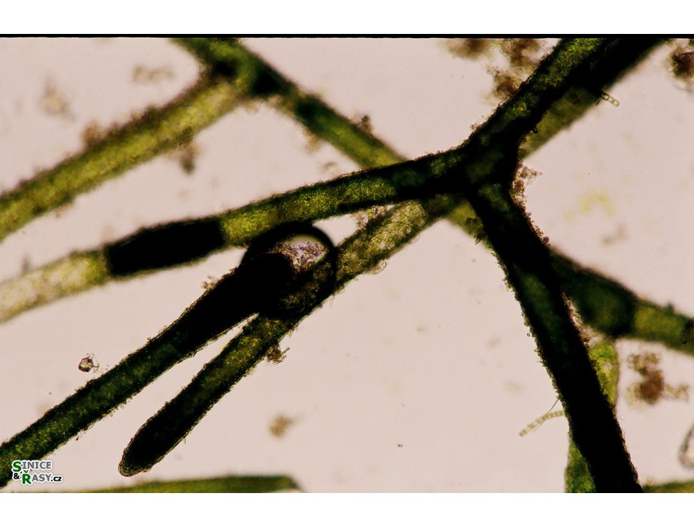 Pithophora roettlerii